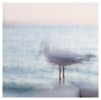 Silver Gull. (Click outside the image to close it).